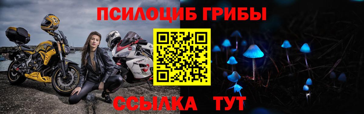 Псилоцибиновые грибы Psilocybe Зеленогорск